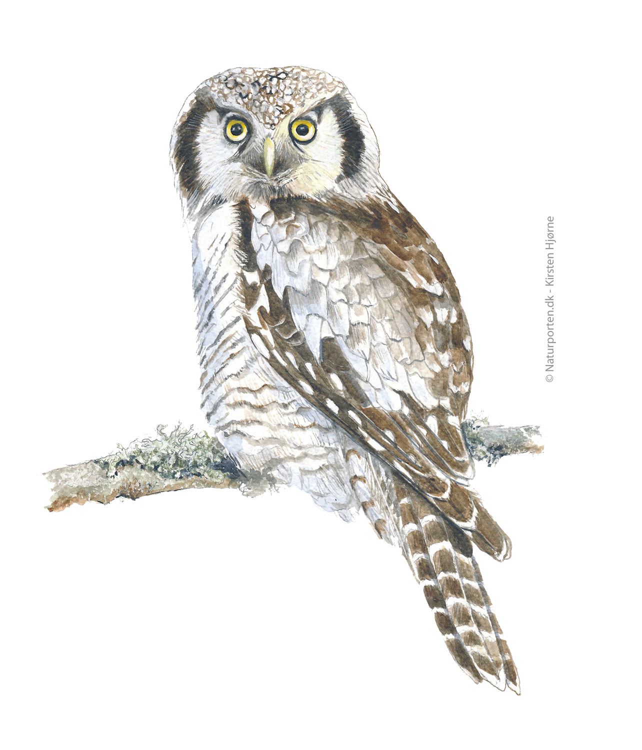 Høgeugle © Naturporten - Kirsten Hjørne