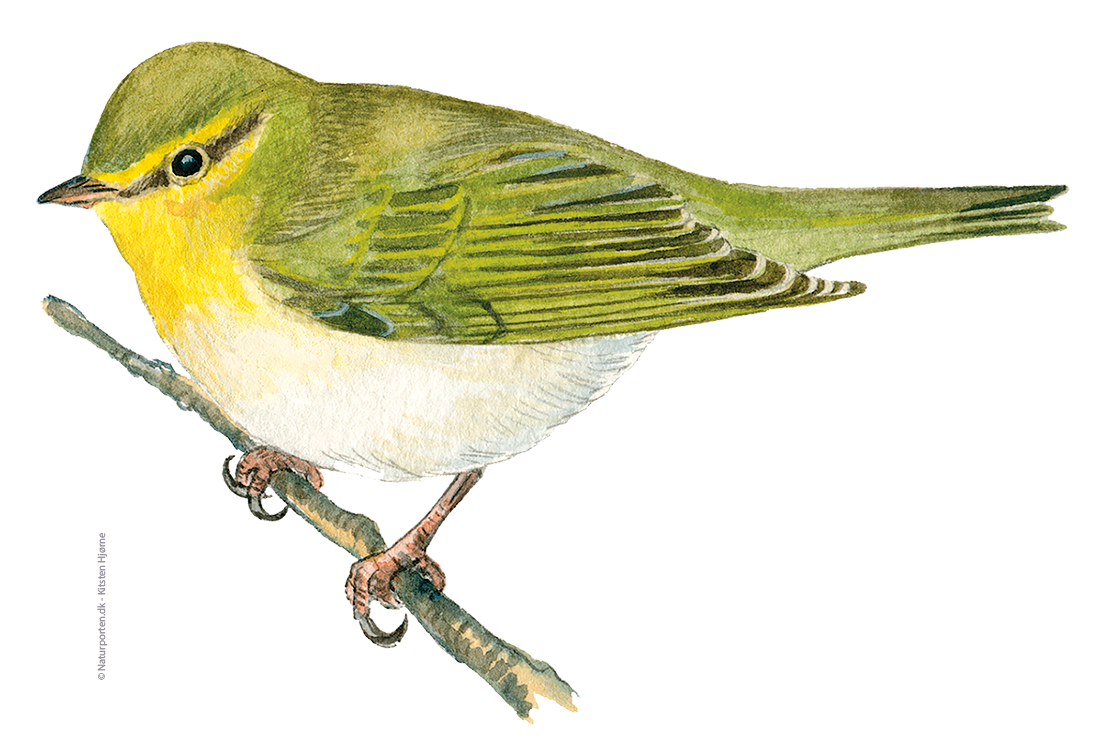 Skovsanger © Naturporten - Kirsten Hjørne