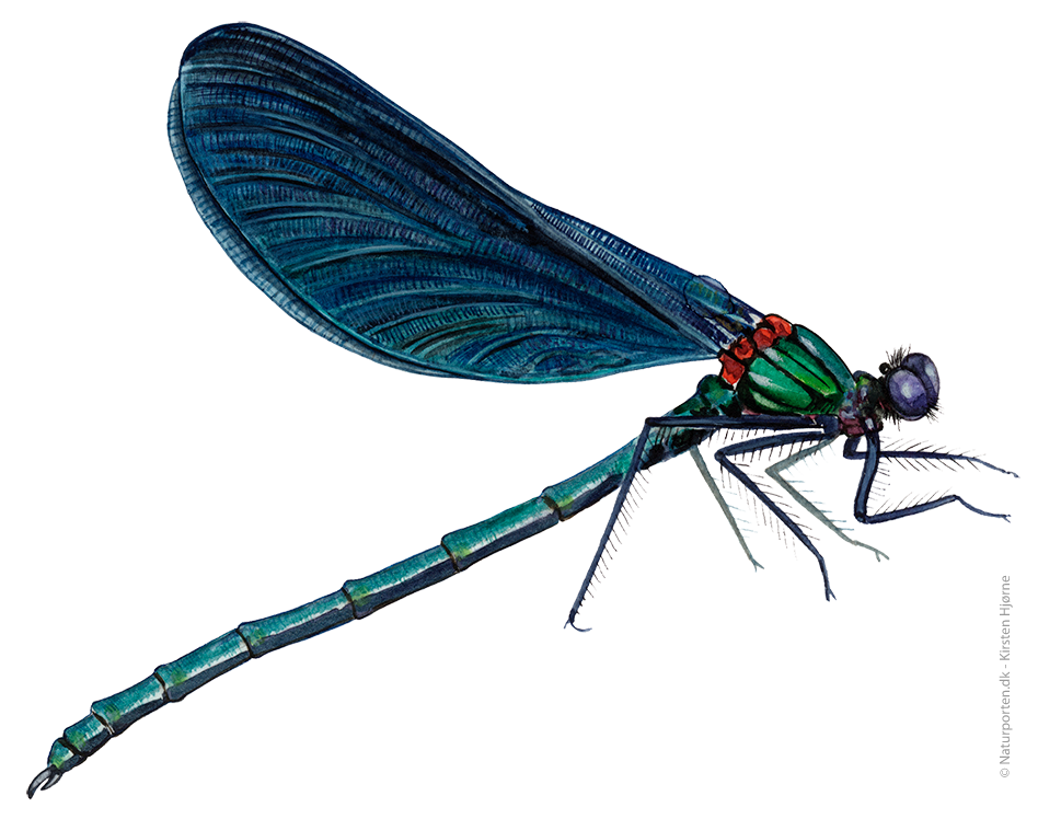 Blåvinget pragtvandnymfe © Naturporten - Kirsten Hjørne