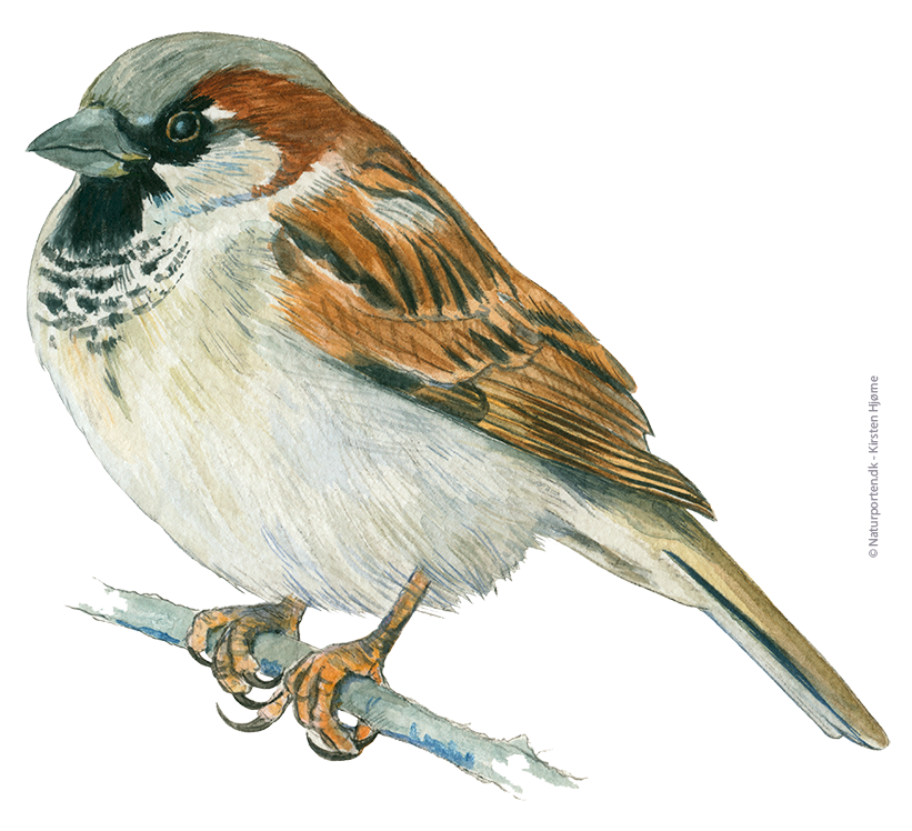 Gråspurv han © Naturporten - Kirsten Hjørne