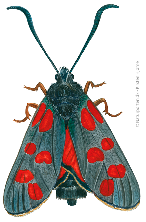 Seksplettet køllesværmer © Naturporten - Kirsten Hjørne