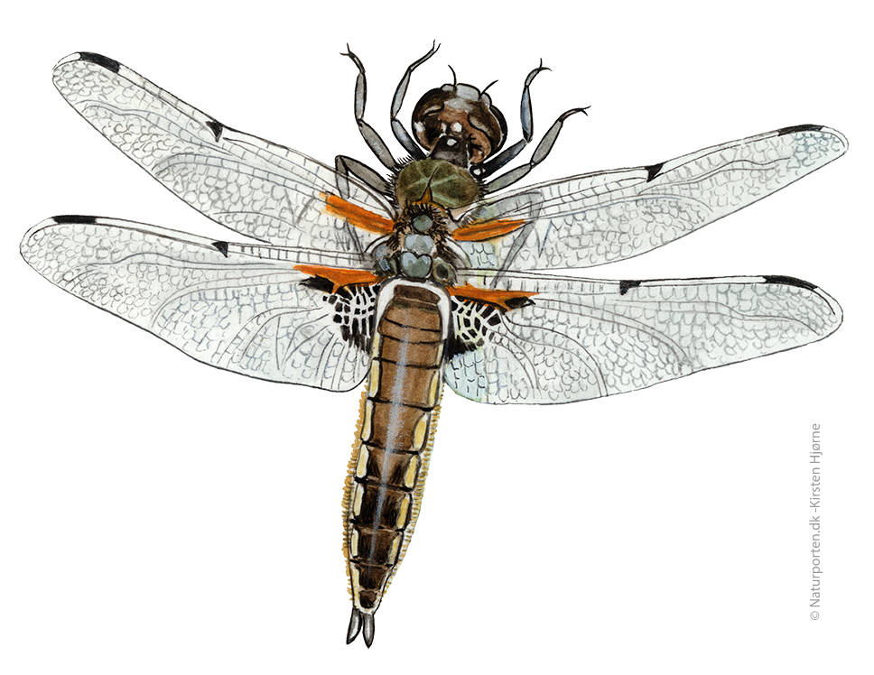 Fireplettet libel  © Naturporten - Kirsten Hjørne