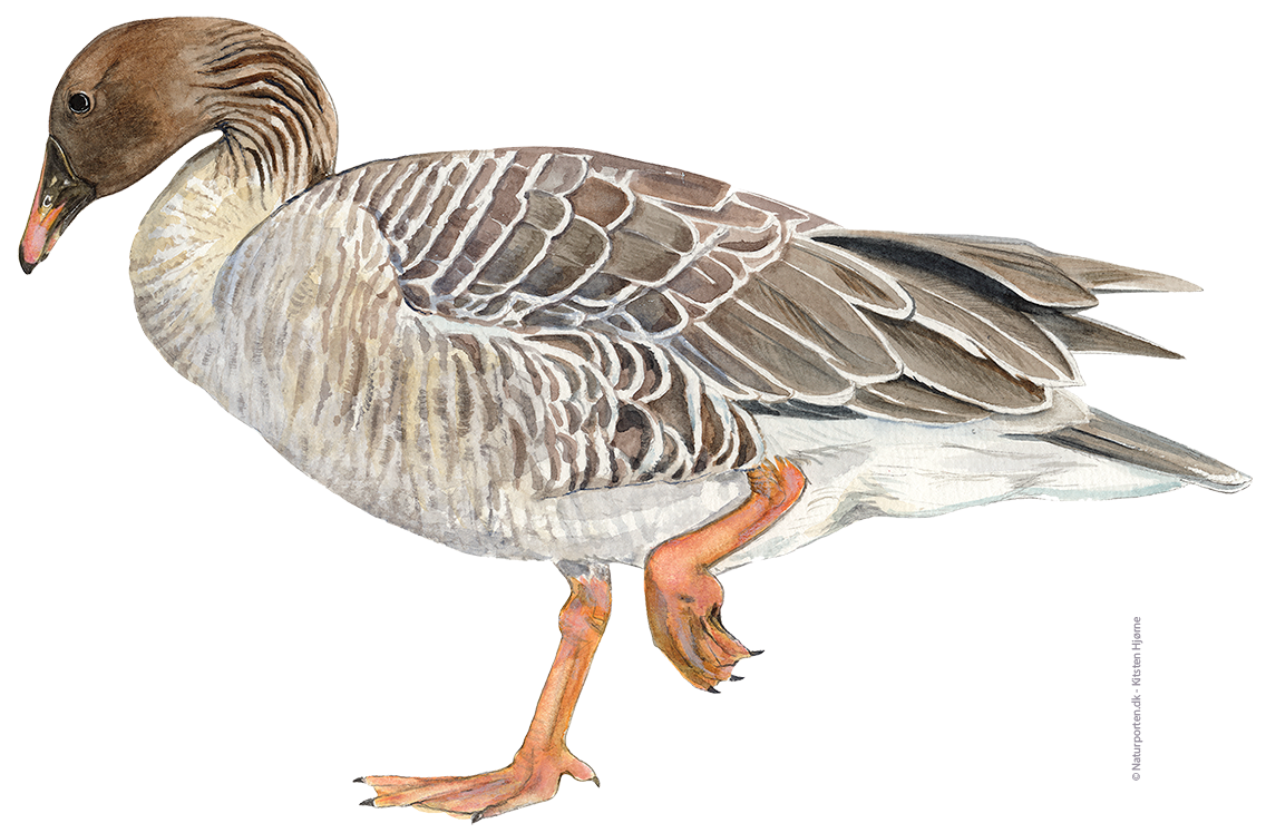Sædgås © Naturporten - Kirsten Hjørne