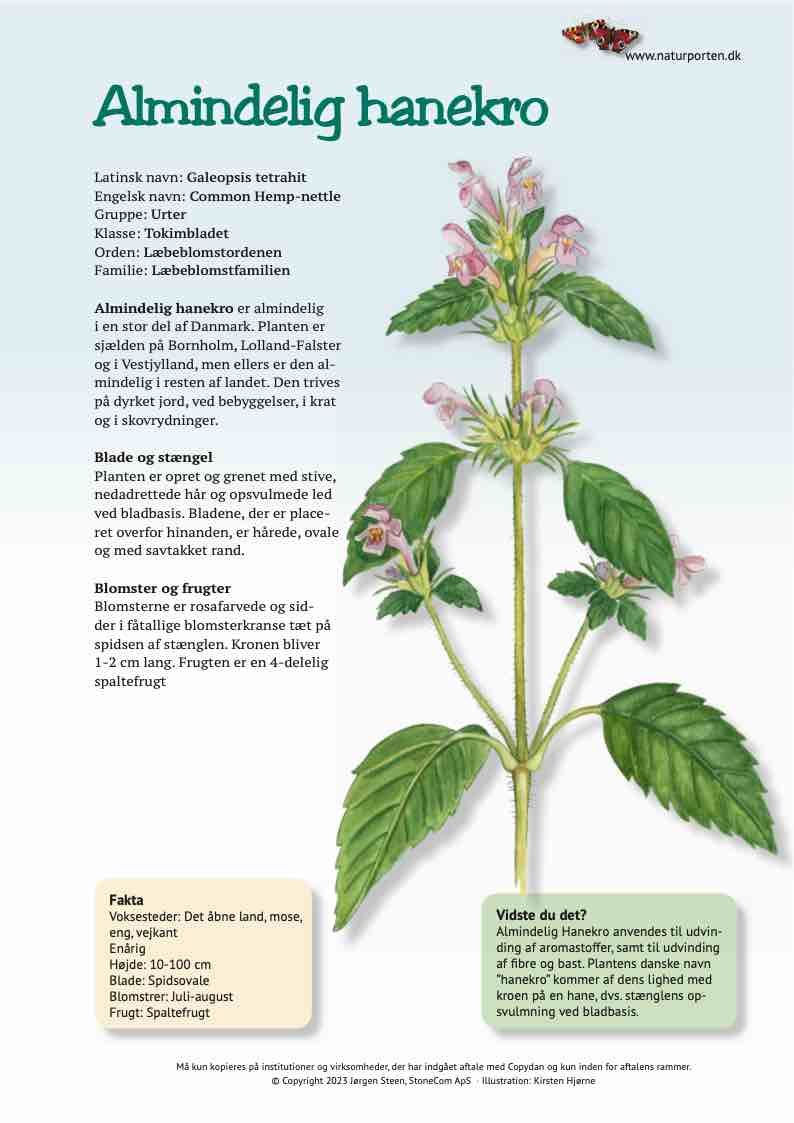 almindelig-hanekro-naturporten