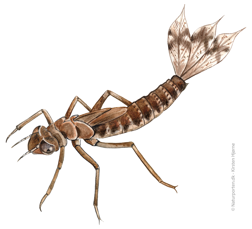 Rød vandnymfe larve © Naturporten - Kirsten Hjørne