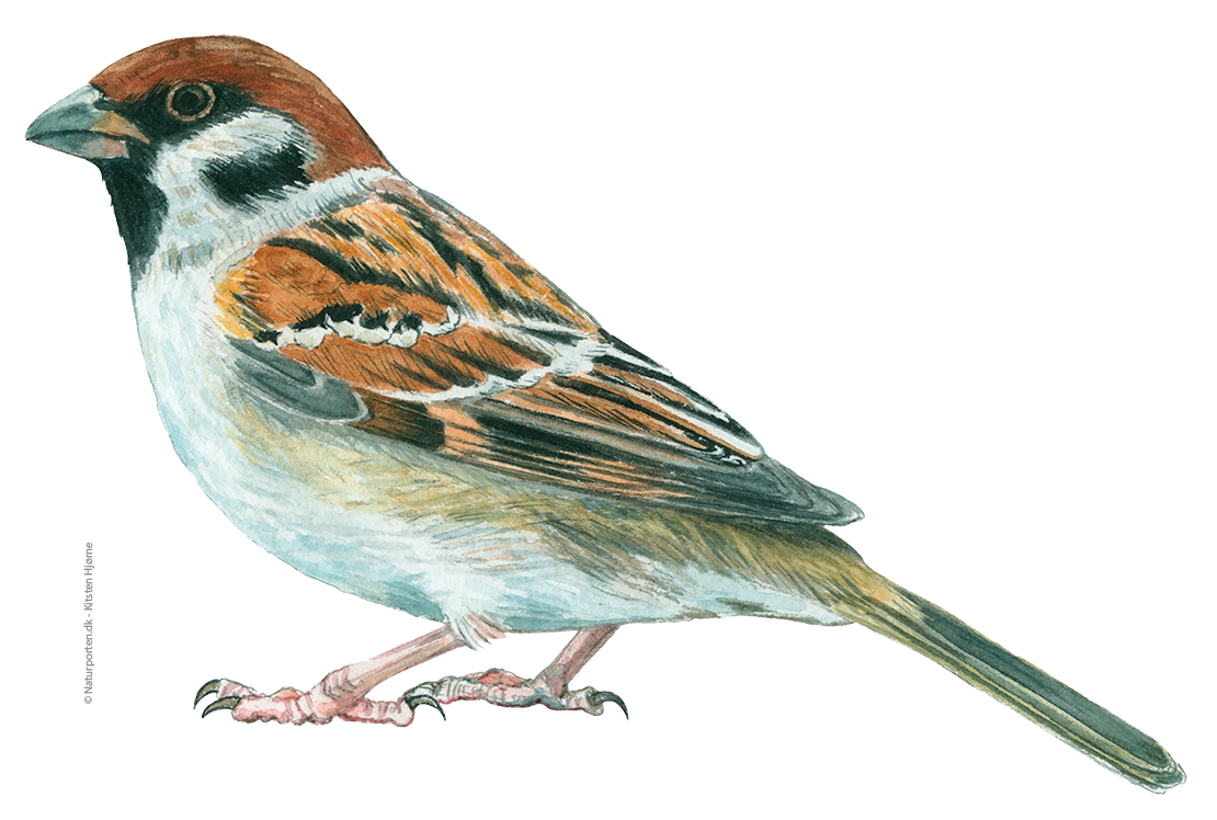 Skovspurv © Naturporten - Kirsten Hjørne