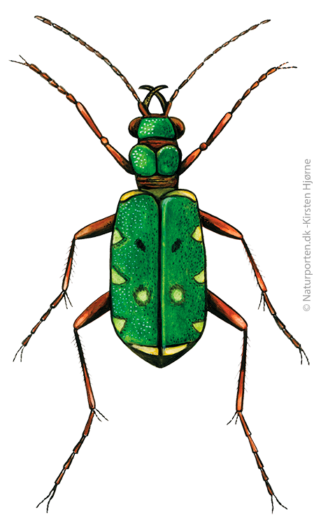 Grøn sandspringer  © Naturporten - Kirsten Hjørne