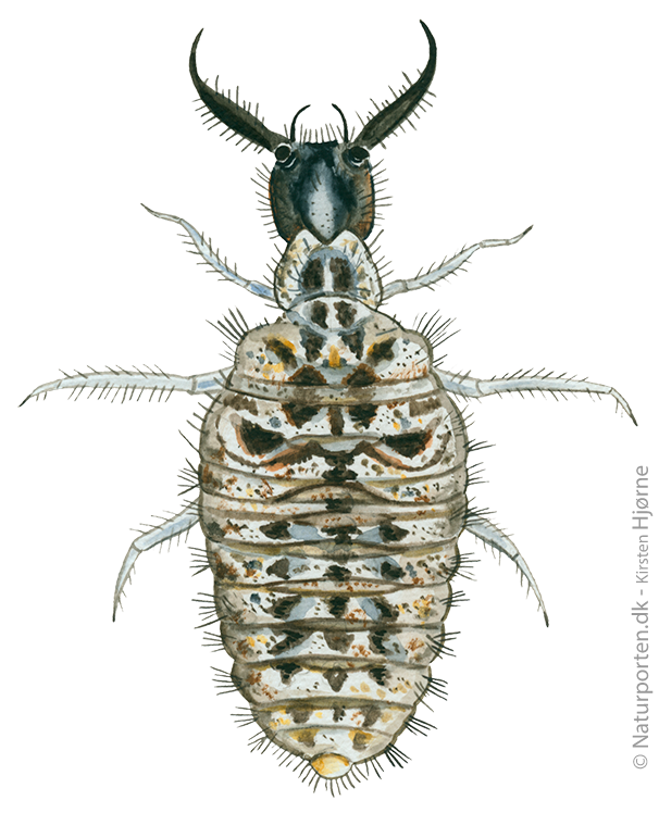 Nordisk myreløve larve © Naturporten - Kirsten Hjørne