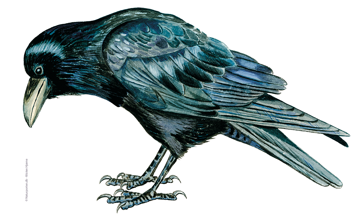 Ravn © Naturporten - Kirsten Hjørne