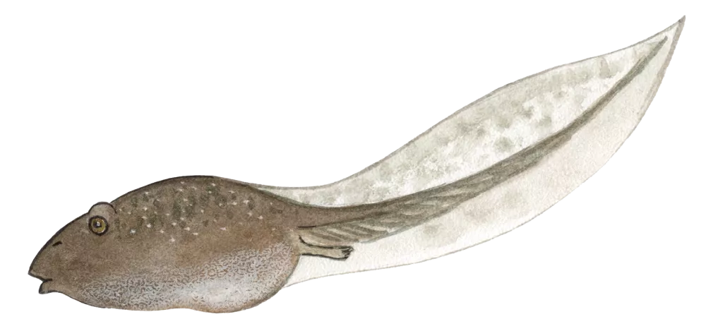 Grønbroget tudse haletudse © Kirsten Hjørne