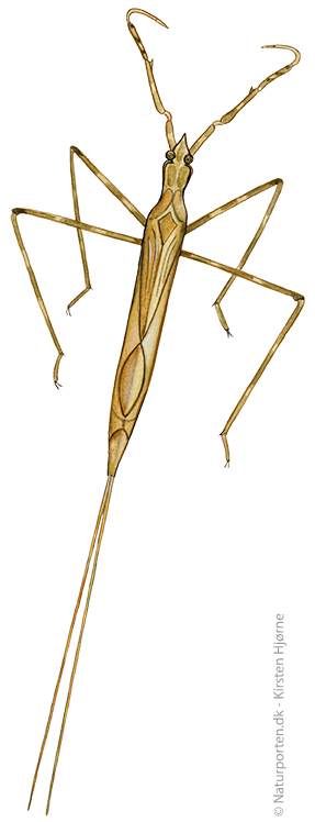 Stavtæge © Naturporten - Kirsten Hjørne