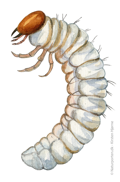 Skjovskarnbasse, larve © Naturporten - Kirsten Hjørne