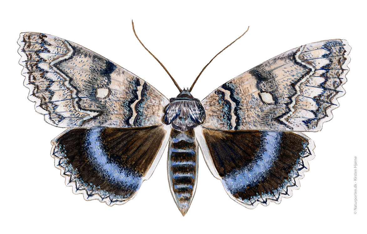 Blåt ordensbånd © Naturporten - Kirsten Hjørne