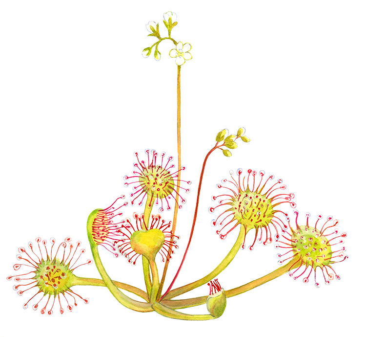 Rundbladet soldug © Naturporten - Kirsten Hjørne