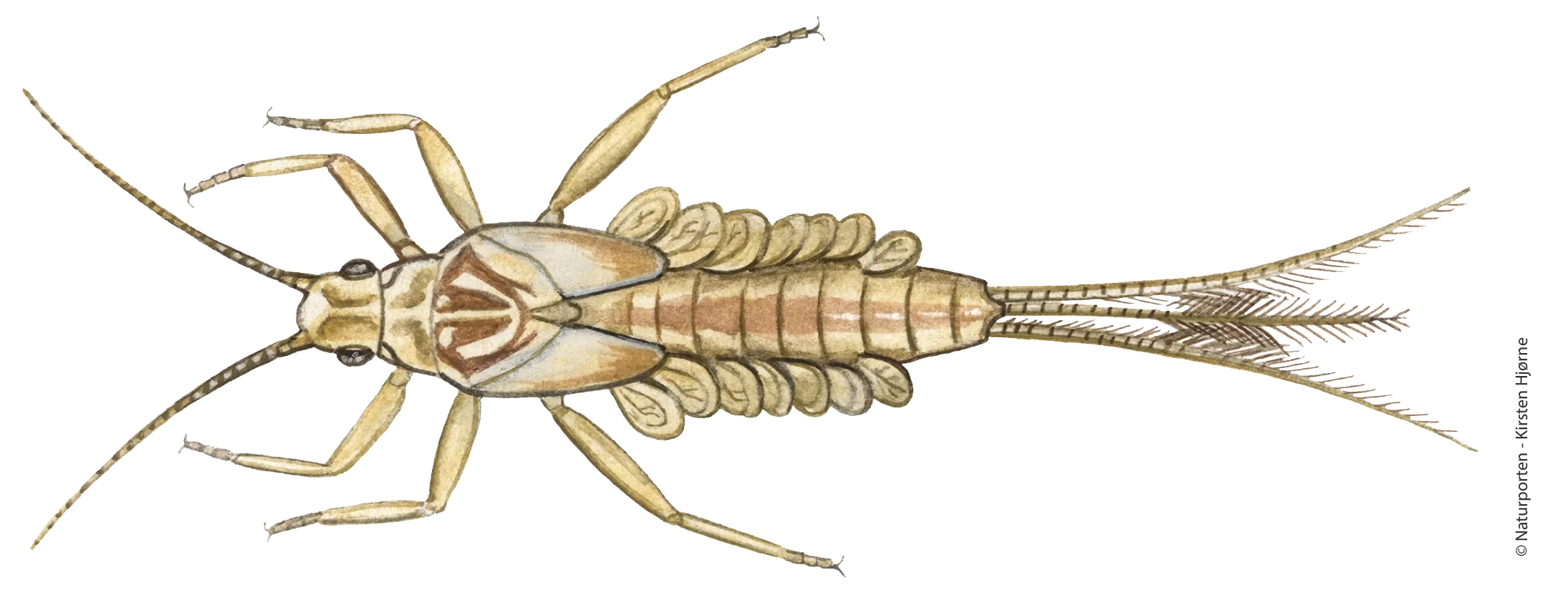 Døgnfluenymfe © Naturporten - Kirsten Hjørne