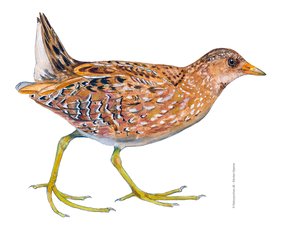 Plettet rørvagtel © Naturporten - Kirsten Hjørne