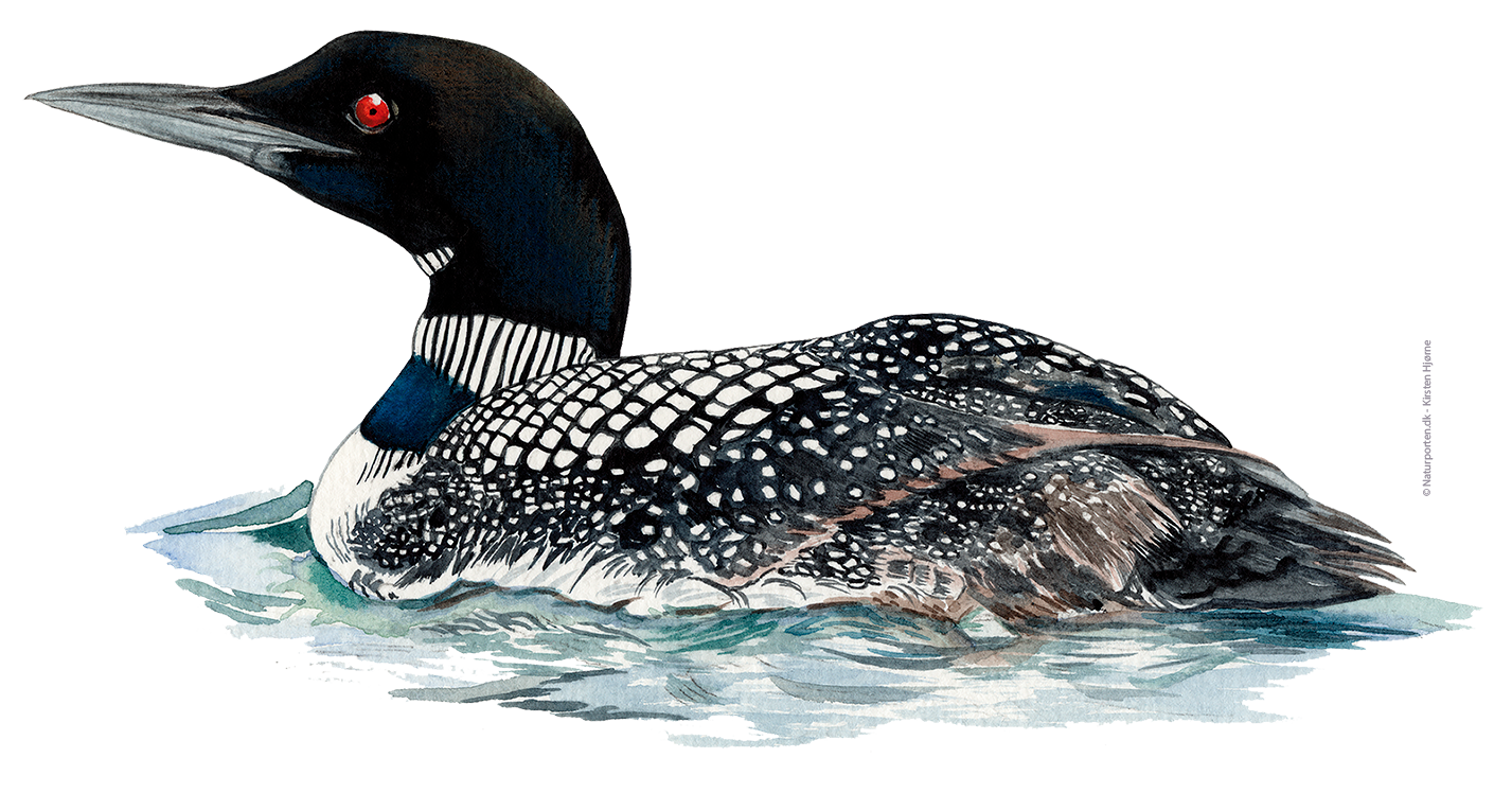 Islom © Naturporten - Kirsten Hjørne