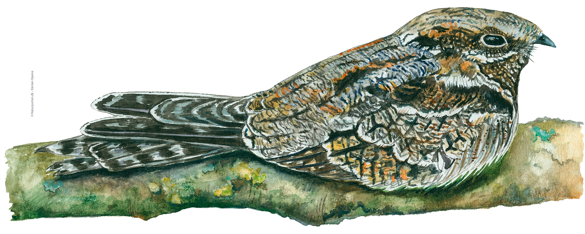 Natravn © Naturporten - Kirsten Hjørne