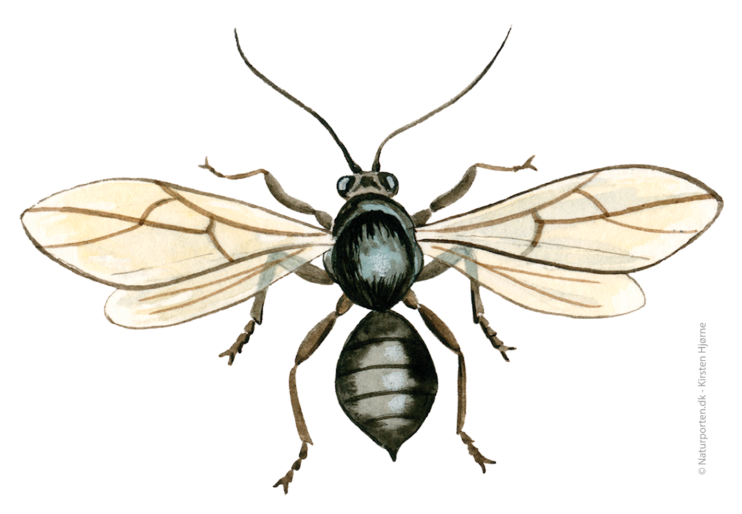 Stor galæblehveps © Naturporten - Kirsten Hjørne