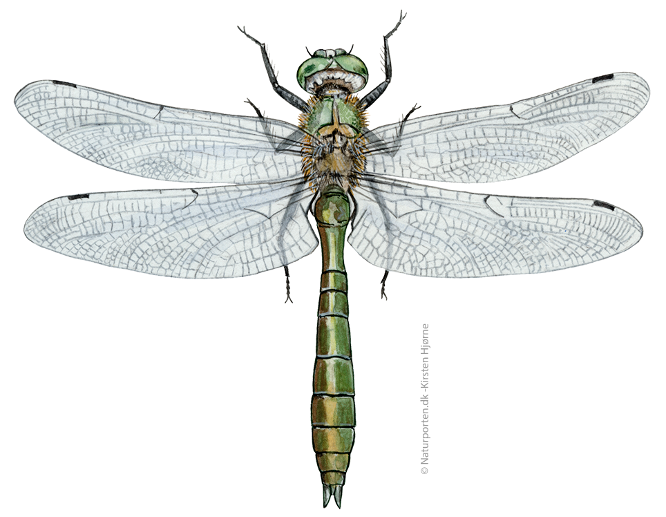 Grøn smaragdlibel  © Naturporten - Kirsten Hjørne