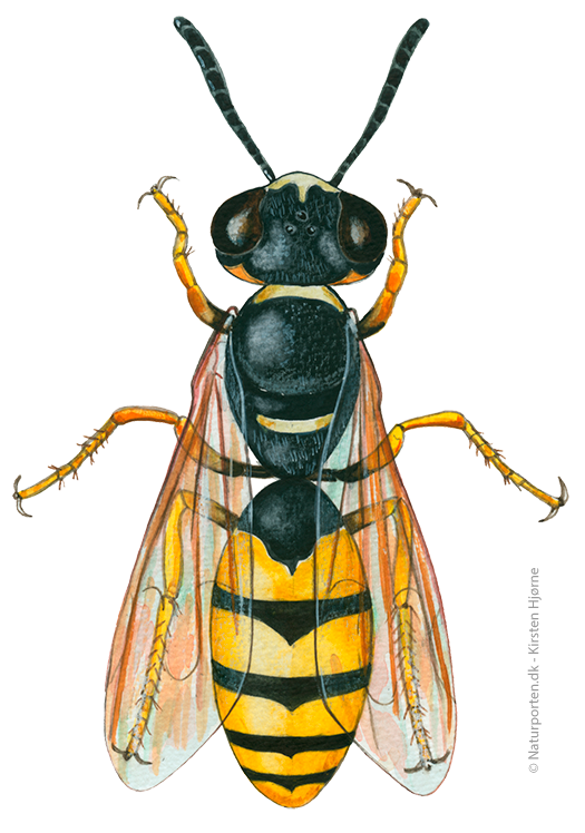 Biulv © Naturporten - Kirsten Hjørne