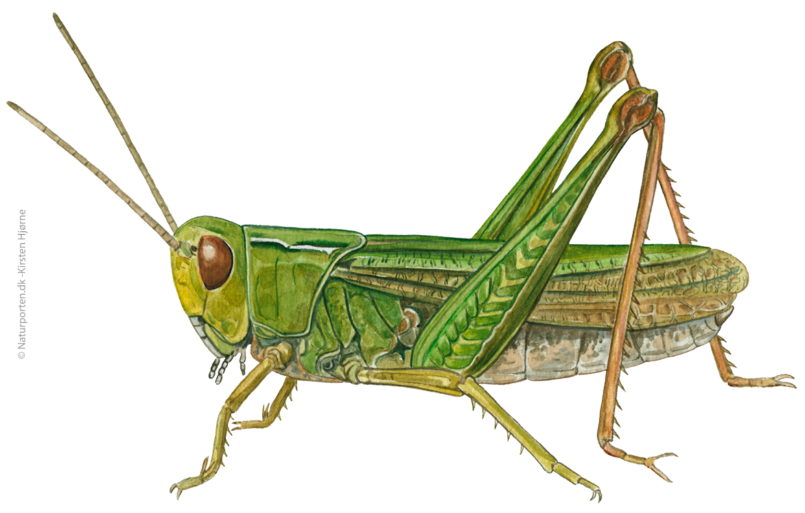 Lynggræshoppe © Naturporten - Kirsten Hjørne