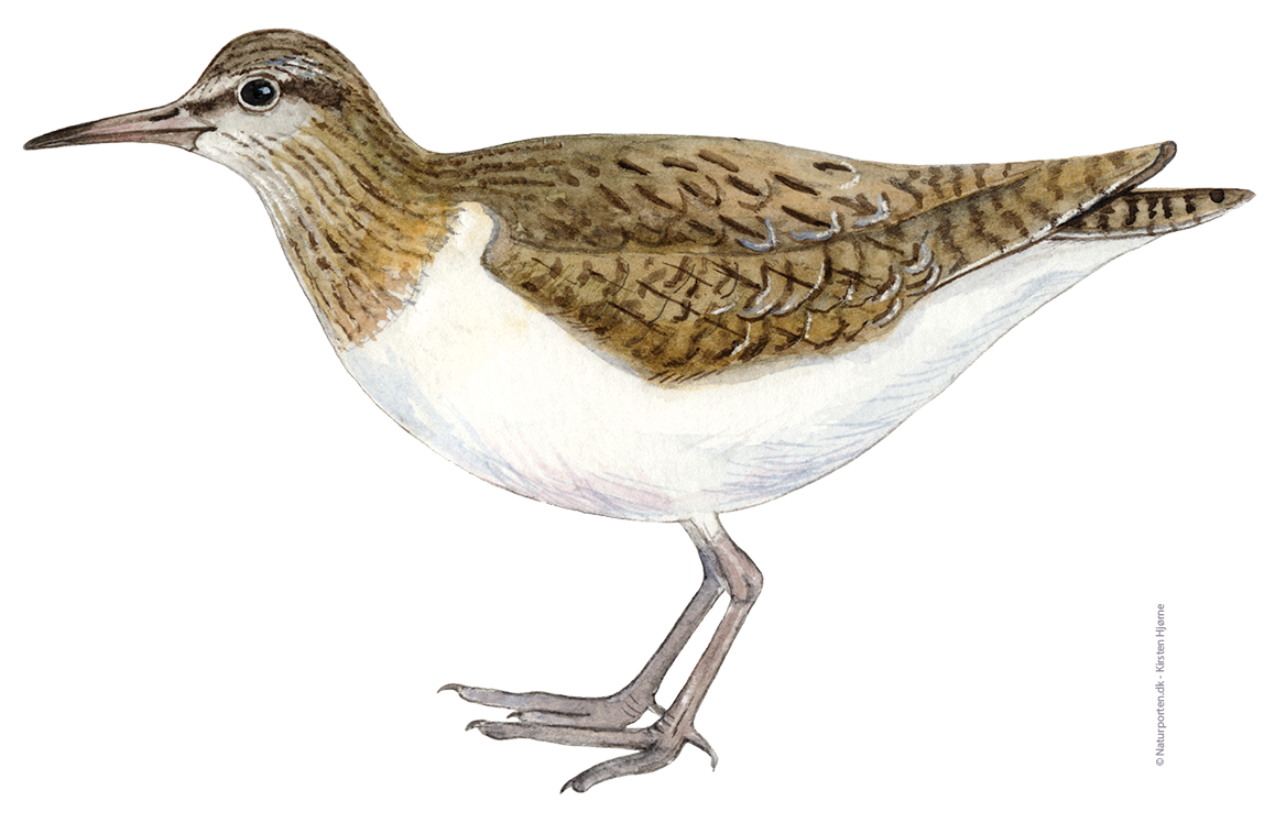 Mudderklire © Naturporten - Kirsten Hjørne