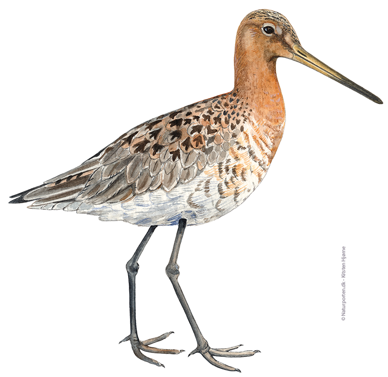 Stor kobbersneppe © Naturporten - Kirsten Hjørne