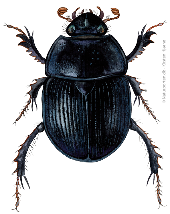 Skovskarnbasse © Naturporten - Kirsten Hjørne