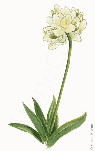 Fjeld-bjørnebrod © Naturporten - Kirsten Hjørne