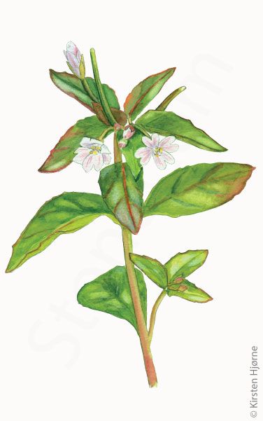 Mos-dueurt © Naturporten - Kirsten Hjørne