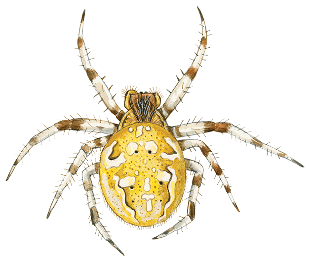 Kvadratedderkop  © Naturporten - Kirsten Hjørne