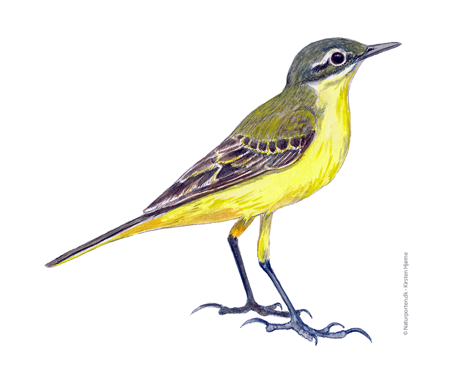 Gul vipstjert © Naturporten - Kirsten Hjørne