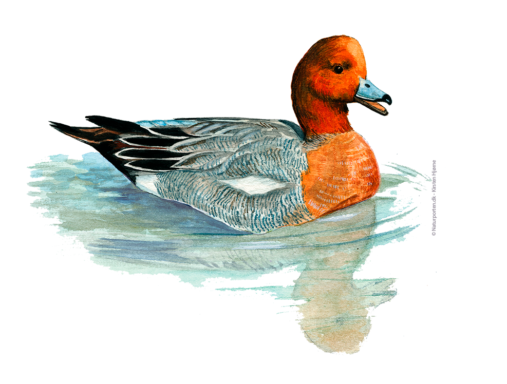 Pibeand han © Naturporten - Kirsten Hjørne