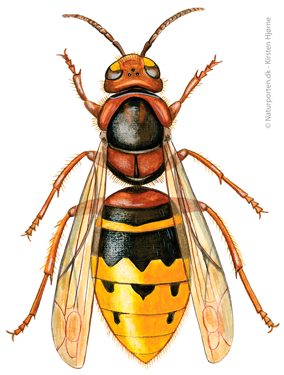 Stor gedehams © Naturporten - Kirsten Hjørne