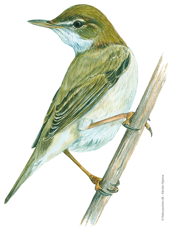 Kærsanger © Naturporten - Kirsten Hjørne