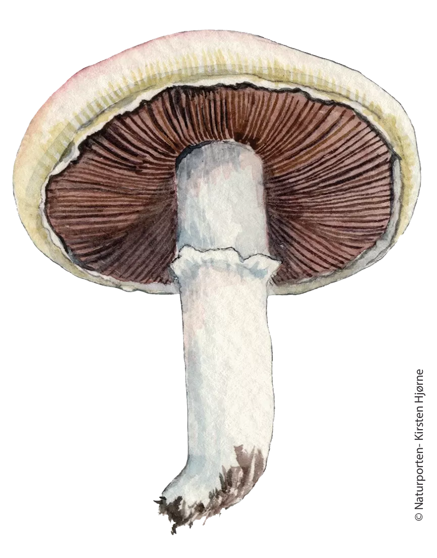 Ager-champignon