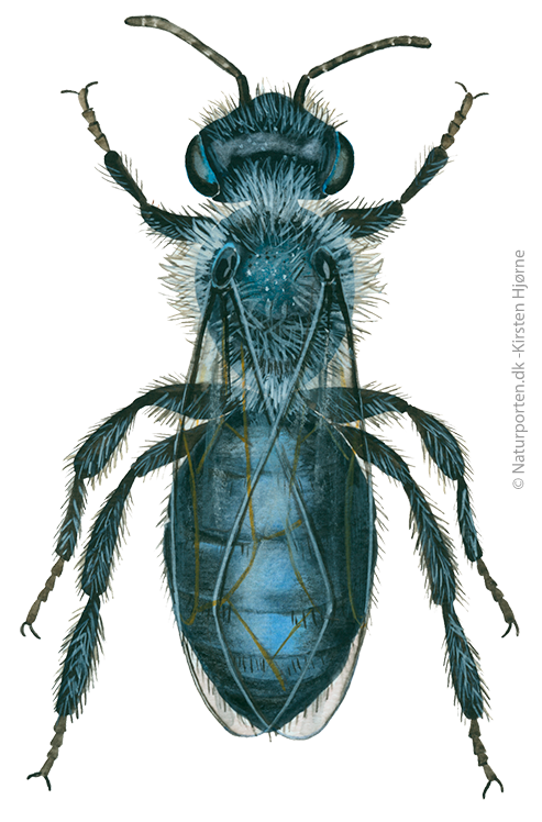 Sort (Grå) jordbi © Naturporten - Kirsten Hjørne