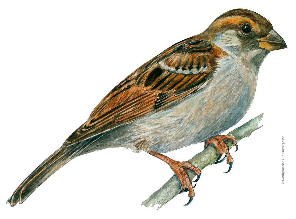 Gråspurv hun © Naturporten - Kirsten Hjørne