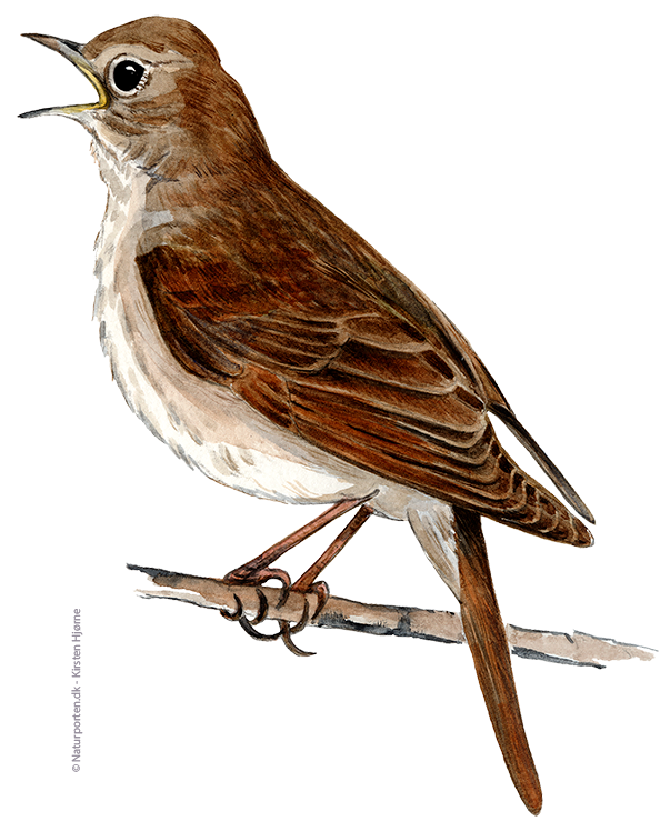 Nattergal © Naturporten - Kirsten Hjørne